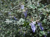 Teucrium fruticans 18, Saxifraga-Ed Stikvoort