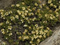 Teucrium montanum 11, Berggamander, Saxifraga-Willem van Kruijsbergen