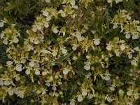 Teucrium montanum 12, Berggamander, Saxifraga-Willem van Kruijsbergen