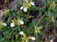 Teucrium montanum 13, Berggamander, Saxifraga-Ed Stikvoort