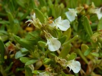 Teucrium montanum 14, Berggamander, Saxifraga-Ed Stikvoort