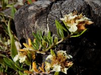 Teucrium montanum 15, Berggamander, Saxifraga-Ed Stikvoort