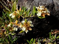 Teucrium montanum 16, Berggamander, Saxifraga-Ed Stikvoort