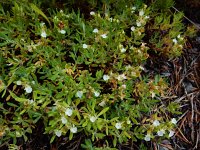 Teucrium montanum 17, Berggamander, Saxifraga-Ed Stikvoort