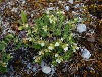 Teucrium montanum 18, Berggamander, Saxifraga-Ed Stikvoort