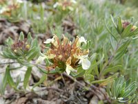 Teucrium montanum 19, Berggamander, Saxifraga-Rutger Barendse