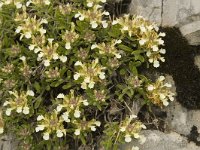 Teucrium montanum 2, Berggamander, Saxifraga-Jan van der Straaten