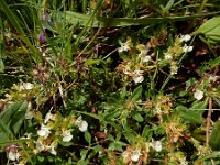 Teucrium montanum 20, Berggamander, Saxifraga-Ed Stikvoort