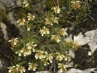 Teucrium montanum 3, Berggamander, Saxifraga-Jan van der Straaten