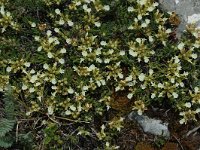 Teucrium montanum 4, Berggamander, Saxifraga-Marijke Verhagen