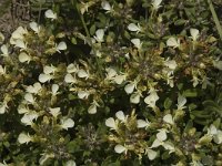 Teucrium montanum 5, Berggamander, Saxifraga-Jan van der Straaten