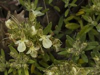 Teucrium montanum 6, Berggamander, Saxifraga-Marijke Verhagen