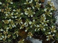 Teucrium montanum 7, Berggamander, Saxifraga-Marijke Verhagen