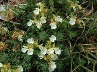 Teucrium montanum 8, Berggamander, Saxifraga-Jan van der Straaten