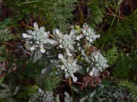 Teucrium polium 16, Saxifraga-Ed Stikvoort