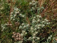 Teucrium polium 18, Saxifraga-Ed Stikvoort