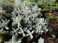 Teucrium polium ssp vicentinum 11, Saxifraga-Ed Stikvoort