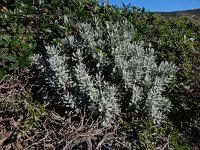 Teucrium polium ssp vicentinum 12, Saxifraga-Ed Stikvoort