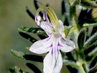 Teucrium pseudochamaepitys 19, Saxifraga-Sonja Bouwman  Teucrium pseudochamaepitys - Lamiaceae familie - Mirador de La Amatista, Parque Natural Cabo de Gata-Nijar (Es)