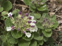 Teucrium pyrenaicum 11, Saxifraga-Willem van Kruijsbergen