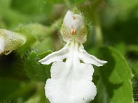 Teucrium pyrenaicum 4, Saxifraga-Sonja Bouwman  Pyrenean germander - Teucrium pyrenaicum - Lamiaceae familie