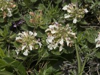 Teucrium pyrenaicum 6, Saxifraga-Willem van Kruijsbergen