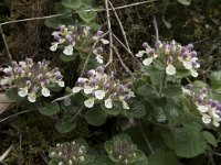 Teucrium pyrenaicum 8, Saxifraga-Willem van Kruijsbergen