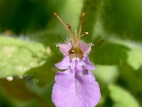 Teucrium scordium 1, Moerasgamander, Saxifraga-Sonja Bouwman  1047. Moerasgamander - Teucrium scordium - Lamiaceae familie (i) Oostvoorne