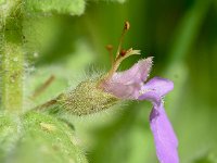 Teucrium scordium 2, Moerasgamander, Saxifraga-Sonja Bouwman  1047. Moerasgamander - Teucrium scordium - Lamiaceae familie (i)