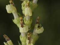 Teucrium scorodonia 2, Valse salie, Saxifraga-Jan van der Straaten