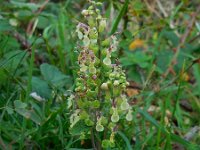 Teucrium scorodonia 10, Valse salie, Saxifraga-Ed Stikvoort