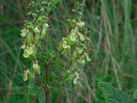 Teucrium scorodonia 11, Valse salie, Saxifraga-Ed Stikvoort