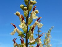 Teucrium scorodonia 12, Valse salie, Saxifraga-Ed Stikvoort