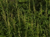 Teucrium scorodonia 13, Valse salie, Saxifraga-Jan van der Straaten