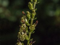 Teucrium scorodonia 15, Valse salie, Saxifraga-Jan van der Straaten