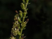 Teucrium scorodonia 16, Valse salie, Saxifraga-Jan van der Straaten