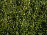 Teucrium scorodonia 17, Valse salie, Saxifraga-Jan van der Straaten