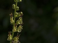 Teucrium scorodonia 18, Valse salie, Saxifraga-Jan van der Straaten