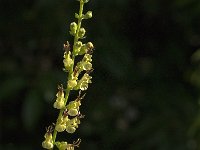 Teucrium scorodonia 19, Valse salie, Saxifraga-Jan van der Straaten