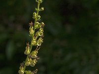 Teucrium scorodonia 20, Valse salie, Saxifraga-Jan van der Straaten