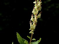 Teucrium scorodonia 3, Valse salie, Saxifraga-Marijke Verhagen