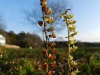 Teucrium scorodonia 4, Valse salie, Saxifraga-Rutger Barendse