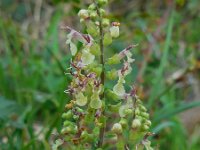 Teucrium scorodonia 5, Valse salie, Saxifraga-Ed Stikvoort