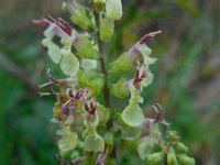 Teucrium scorodonia 6, Valse salie, Saxifraga-Ed Stikvoort