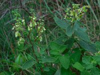 Teucrium scorodonia 7, Valse salie, Saxifraga-Ed Stikvoort