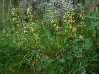 Teucrium scorodonia 8, Valse salie, Saxifraga-Ed Stikvoort