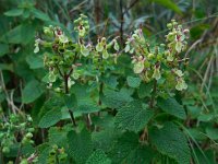 Teucrium scorodonia 9, Valse salie, Saxifraga-Ed Stikvoort