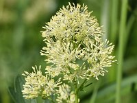 Thalictrum flavum 24, Poelruit, Saxifraga-Sonja Bouwman