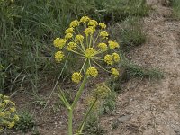 Thapsia villosa 19, Saxifraga-Willem van Kruijsbergen