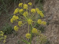 Thapsia villosa 21, Saxifraga-Willem van Kruijsbergen